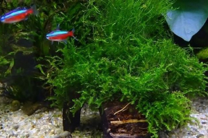 Як посадити і піклуватися про javanese moss в акваріумі? Як посадити і піклуватися про javanese moss в акваріумі?